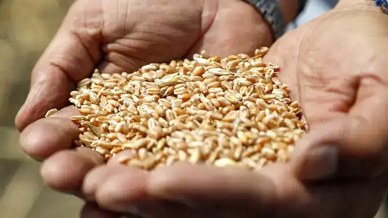 673 milyon insan yetersiz besleniyor, 1 milyardan fazlası obeziteyle yaşıyor