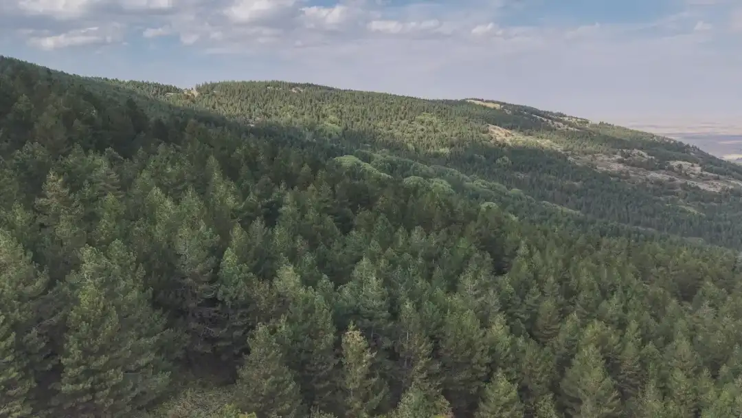 Konya, orman varlığında 6’ncı sırada