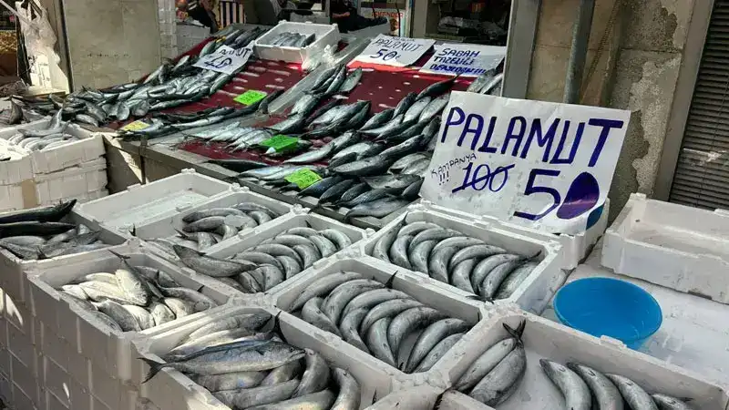 İnebolu’da palamudun tanesi 40 liraya kadar düştü